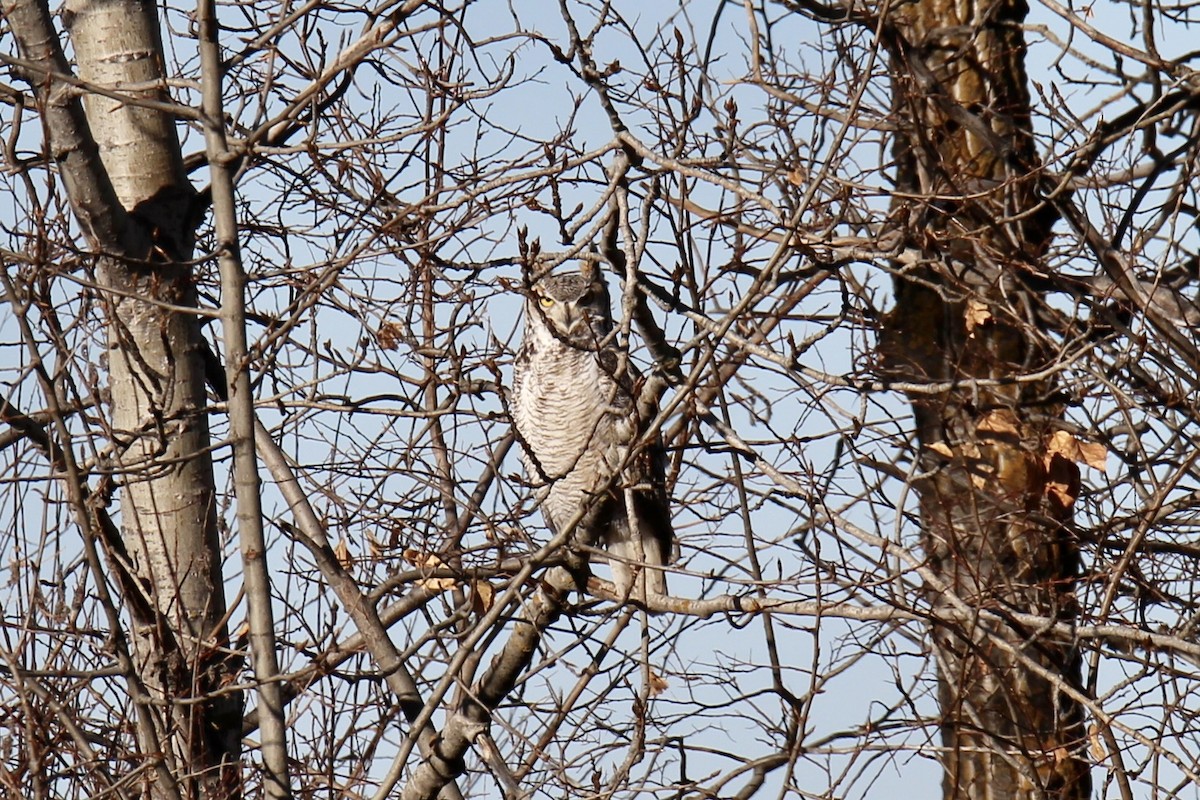 Great Horned Owl - ML644668247