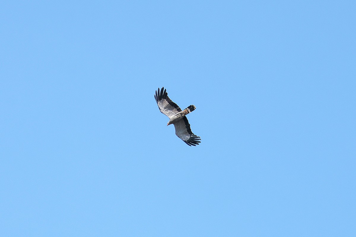 Aguilucho Caricalvo Común - ML644668248