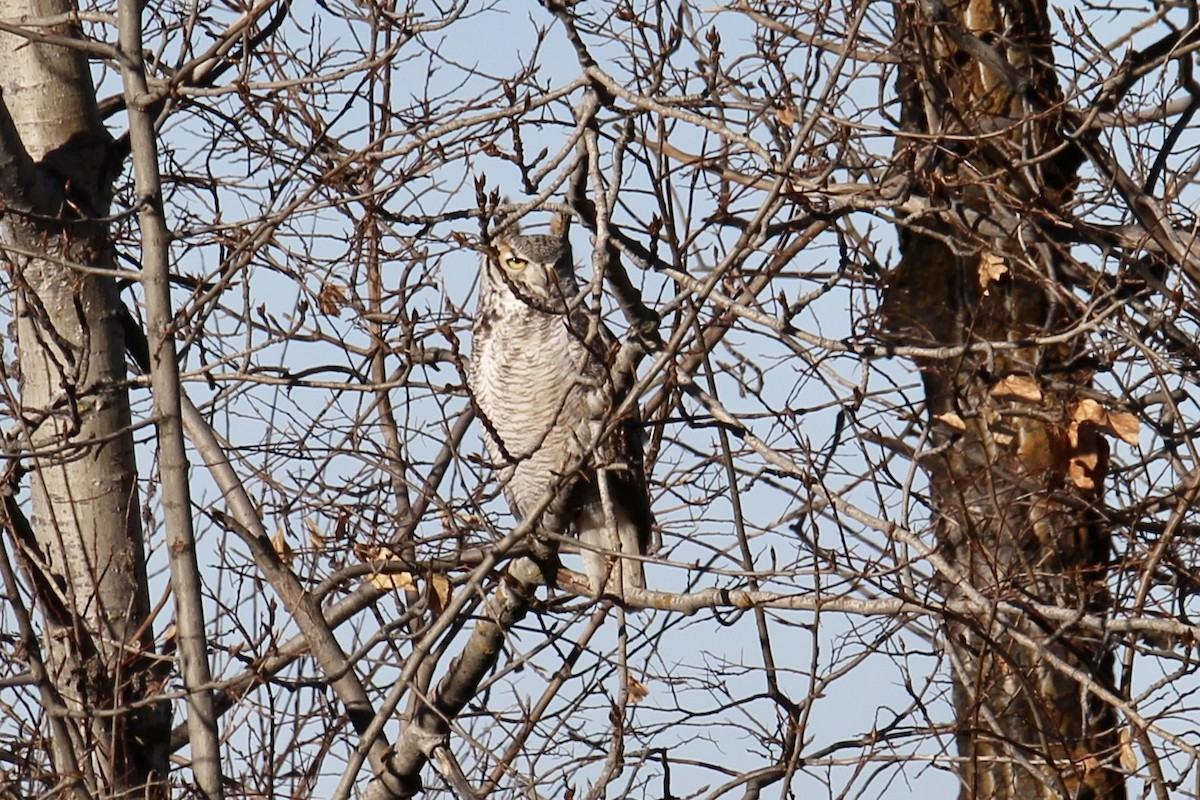 Great Horned Owl - ML644668249