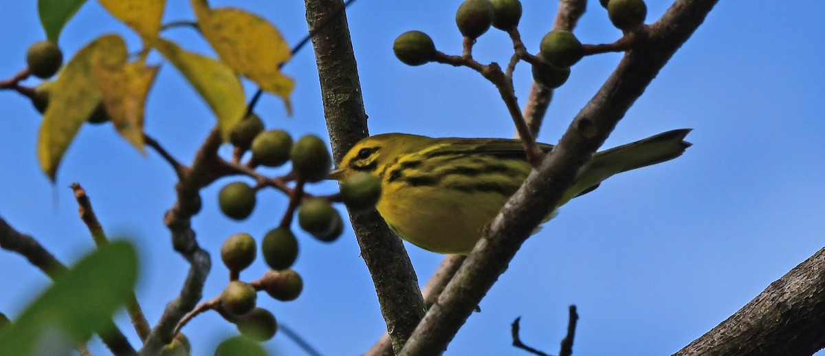 チャスジアメリカムシクイ - ML644668261