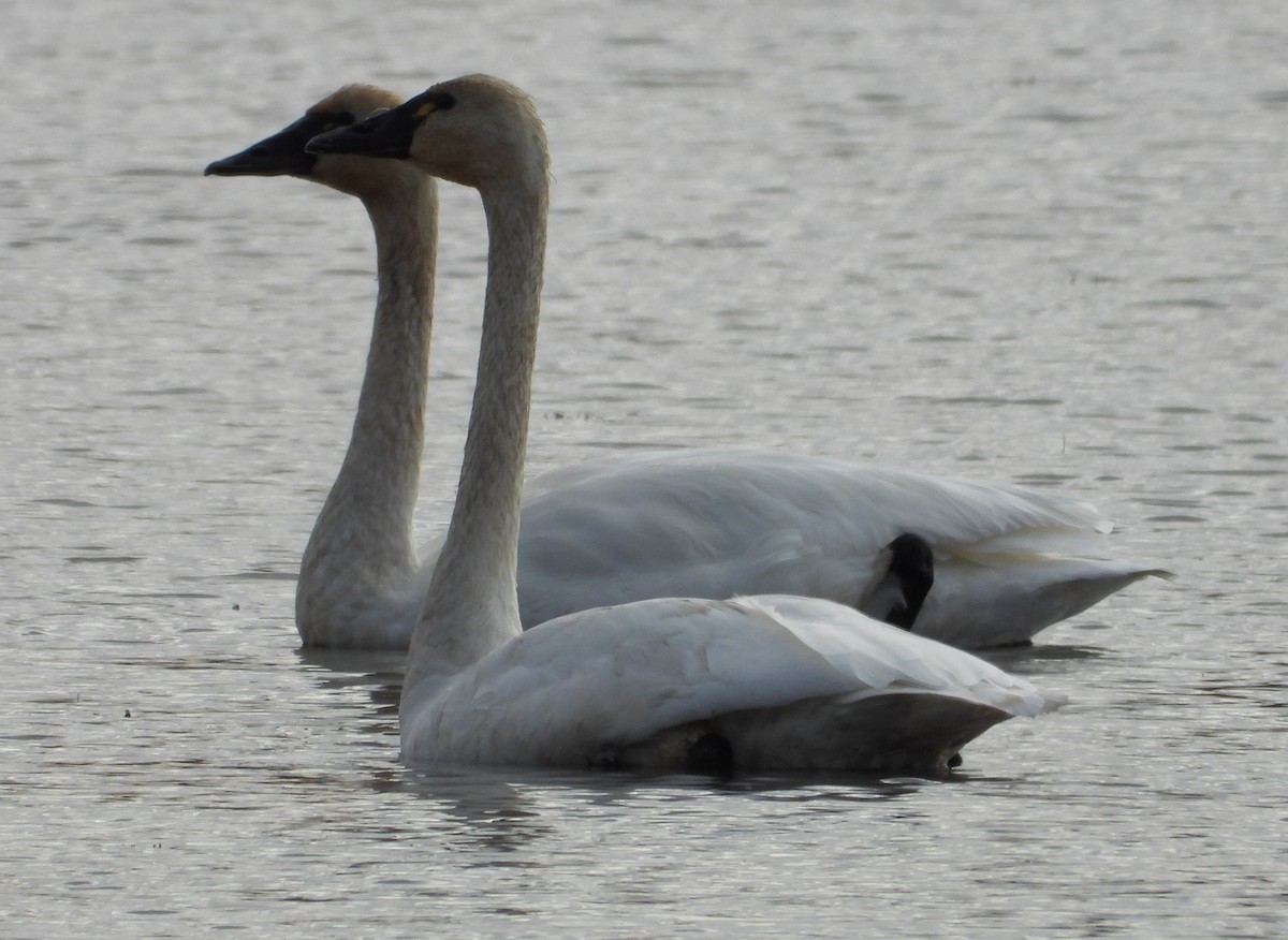 Американский лебедь - ML644668275