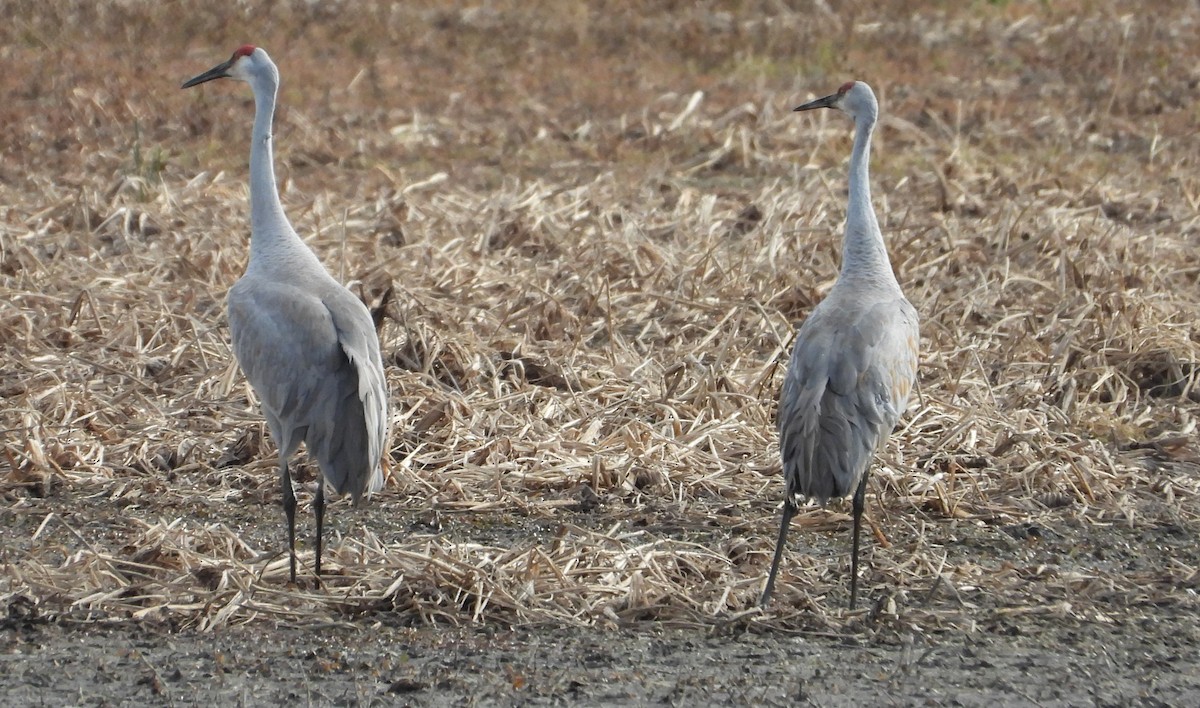 Журавель канадський - ML644668285