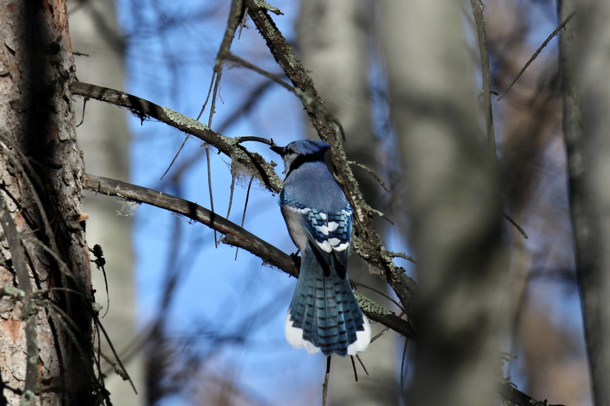 Сизойка блакитна - ML644668289