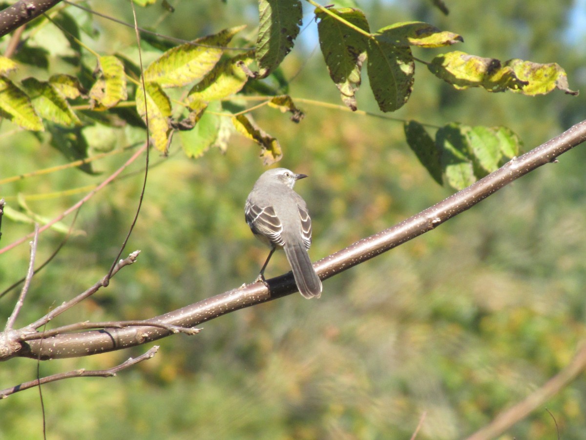 Пересмішник багатоголосий - ML644668292