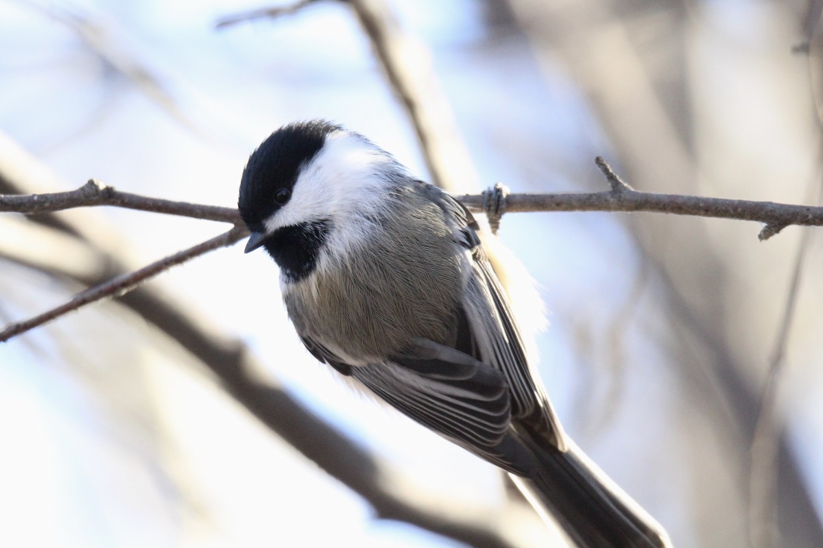 Гаїчка світлокрила - ML644668293