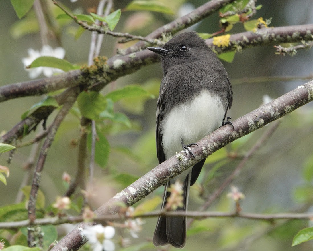 Феб чорний - ML644668294