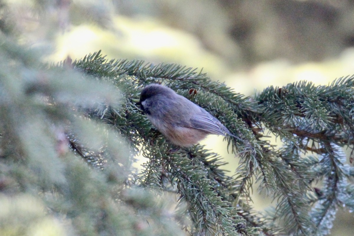 Гаїчка канадська - ML644668300