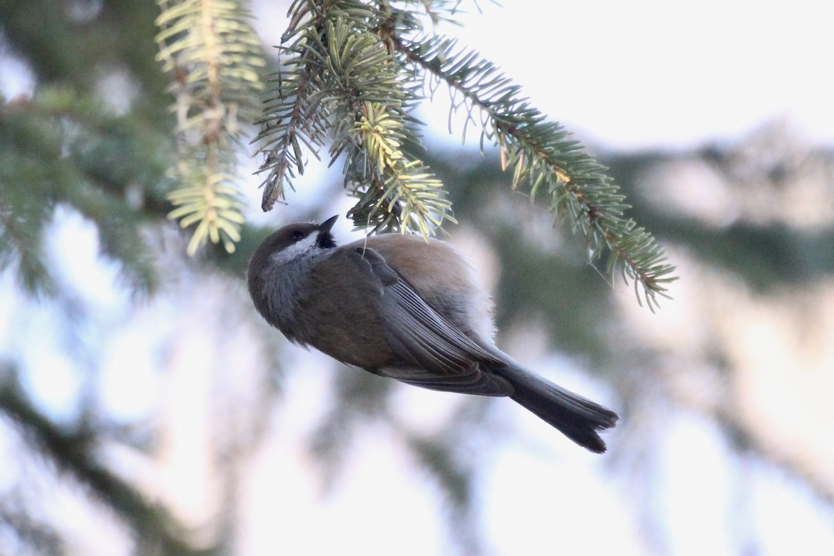 Гаїчка канадська - ML644668301