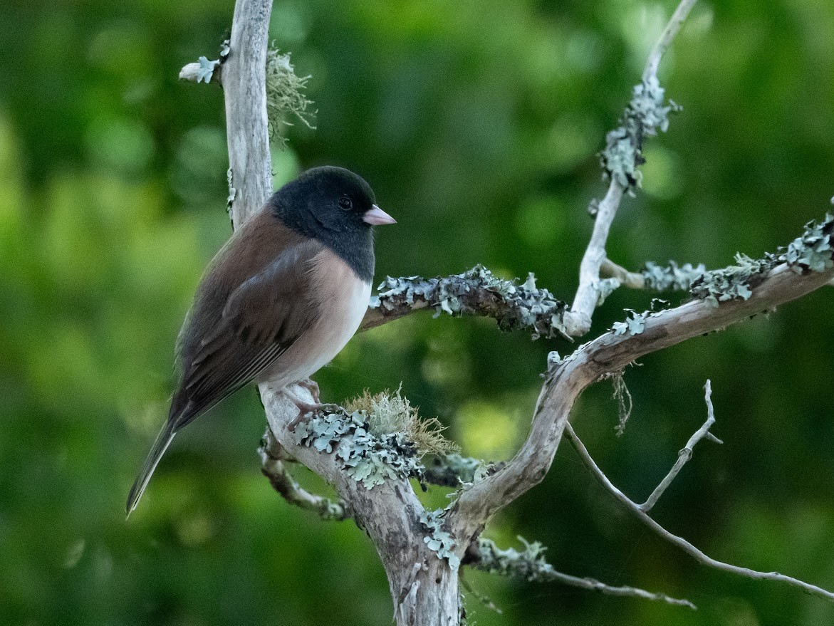 Юнко сірий - ML644668302