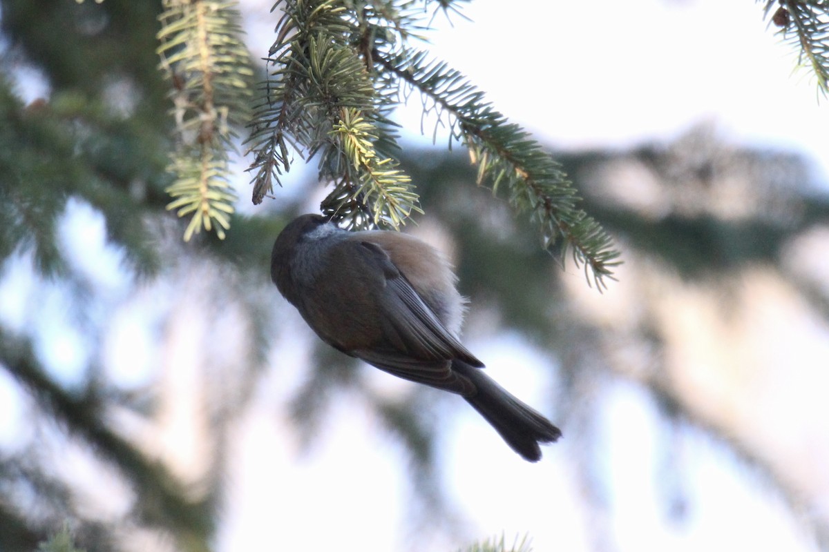 Гаїчка канадська - ML644668303