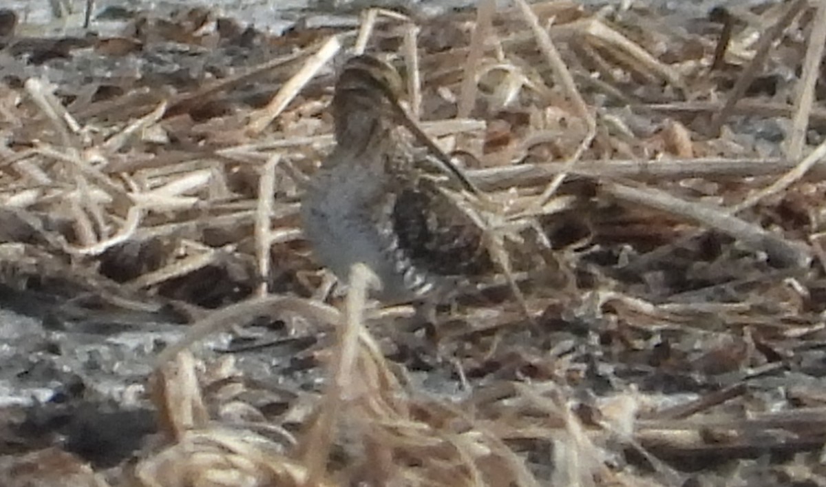 Баранець американський - ML644668304