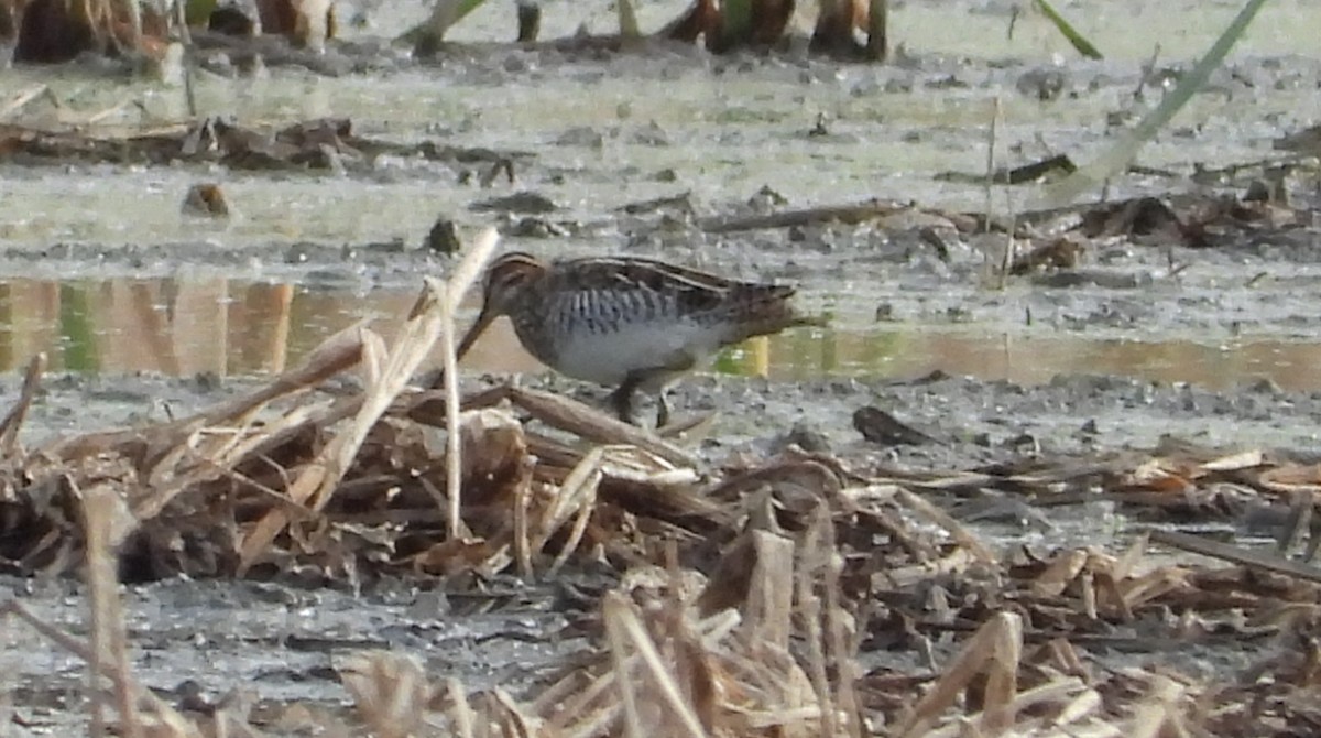 Баранець американський - ML644668305