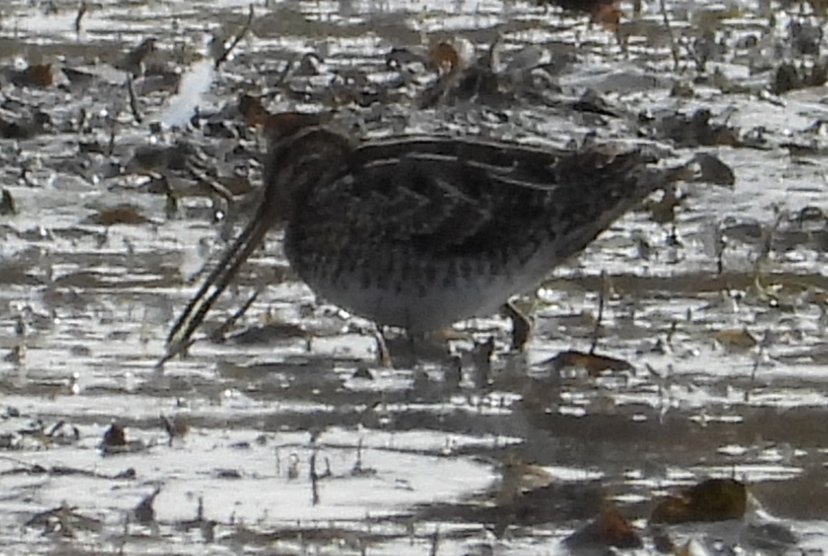 Баранець американський - ML644668306