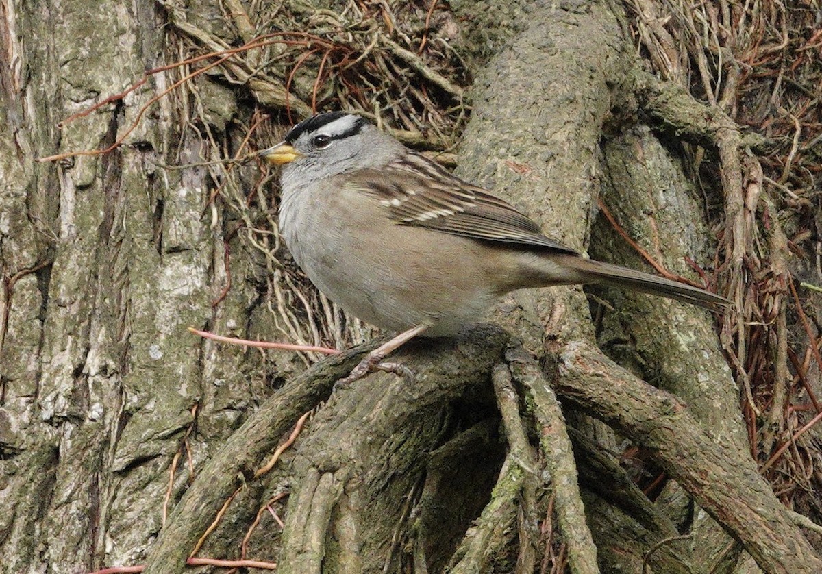 Бруант білобровий - ML644668307