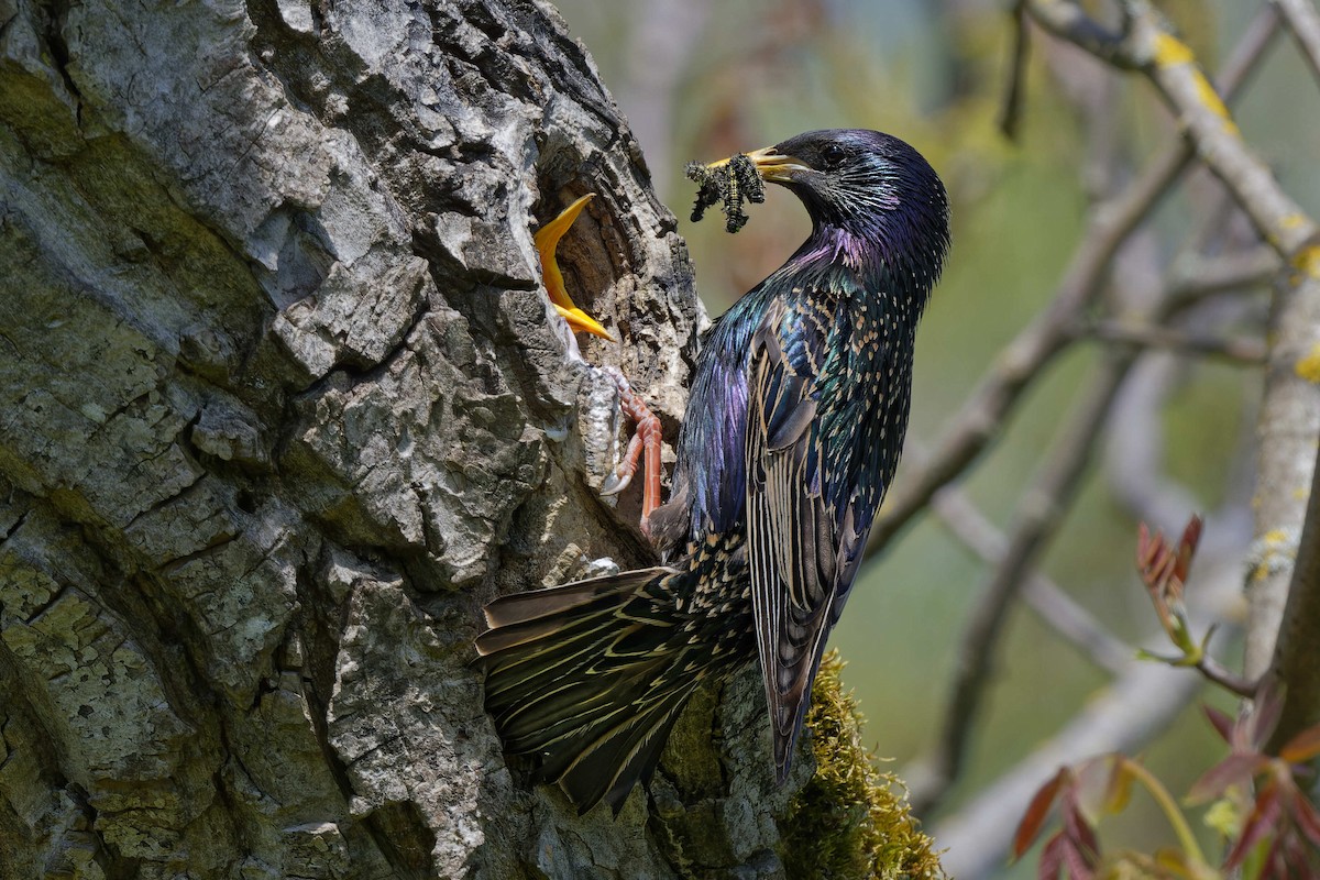 Шпак звичайний - ML644668310