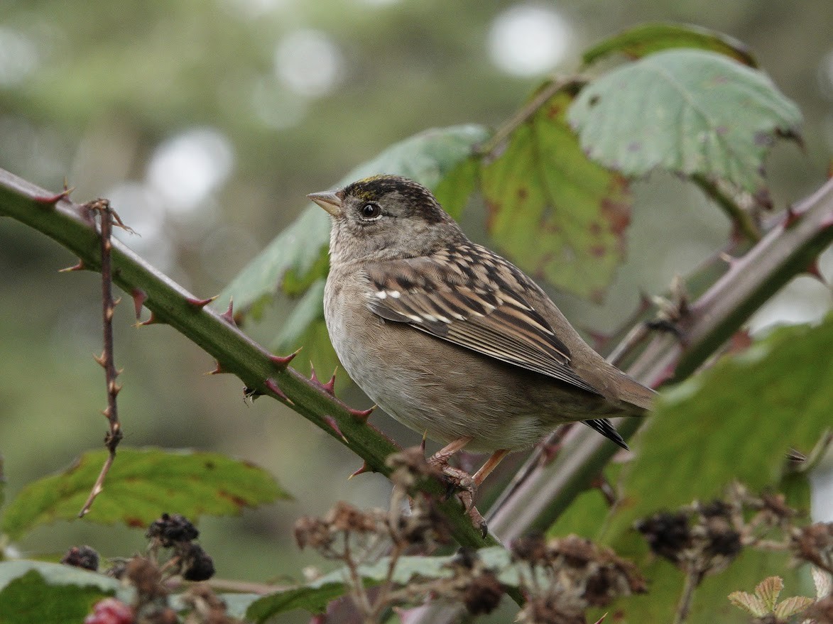 Бруант чорнобровий - ML644668312