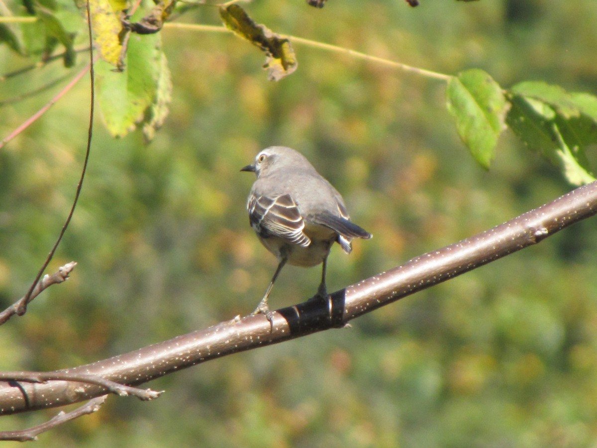 Пересмішник багатоголосий - ML644668313