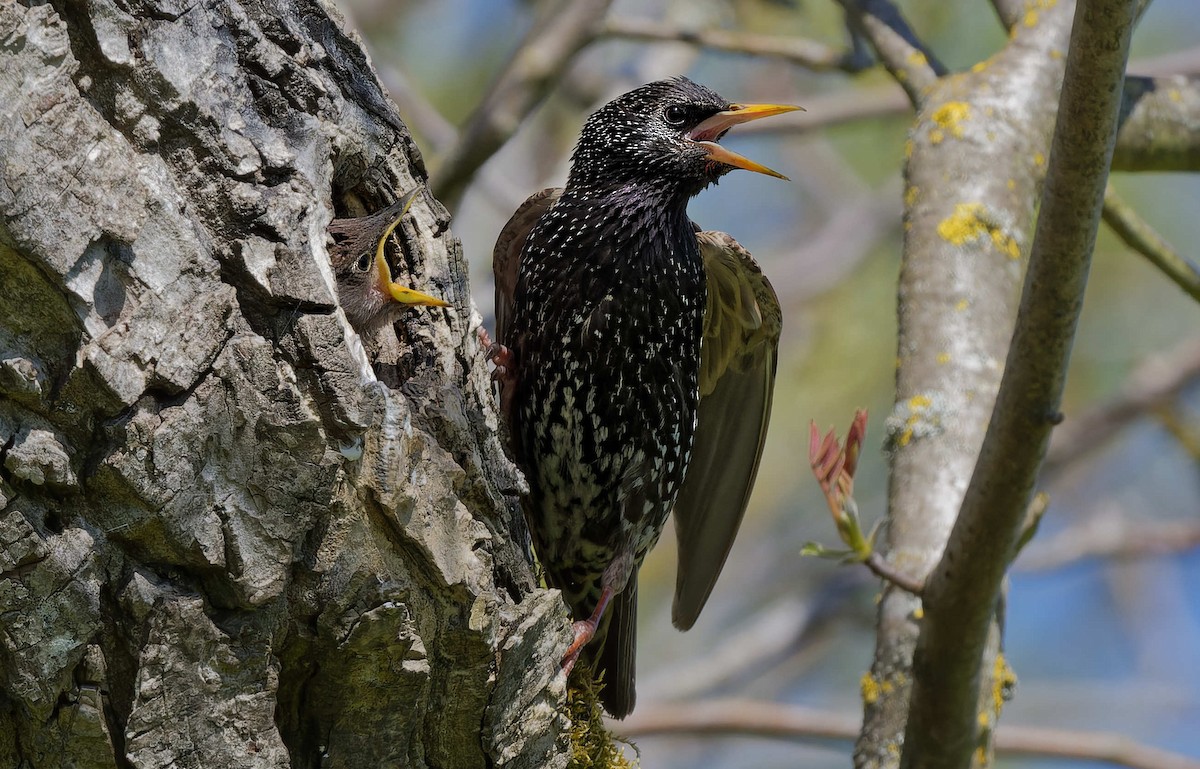 Шпак звичайний - ML644668314