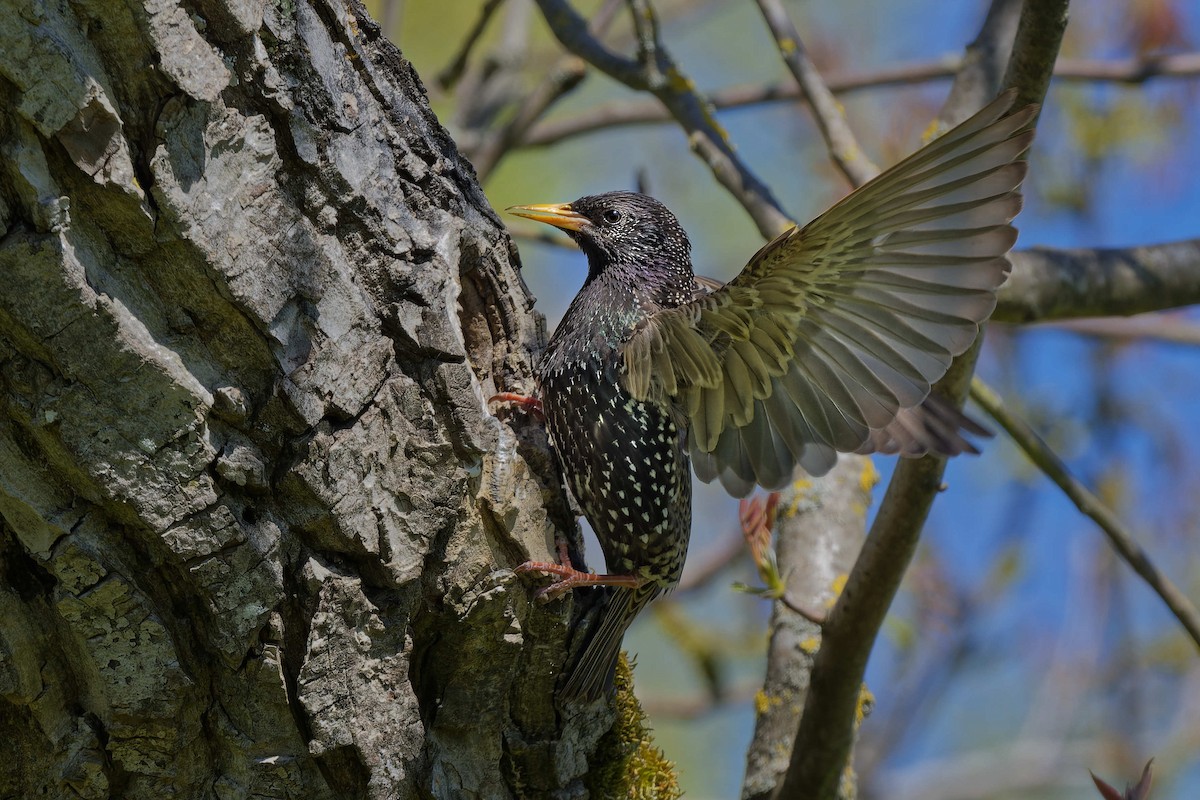Шпак звичайний - ML644668315