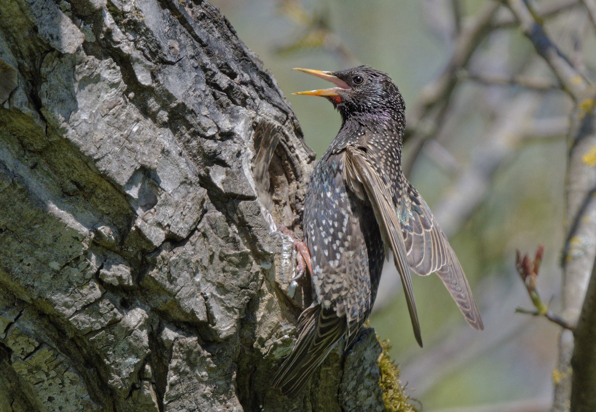 Шпак звичайний - ML644668316