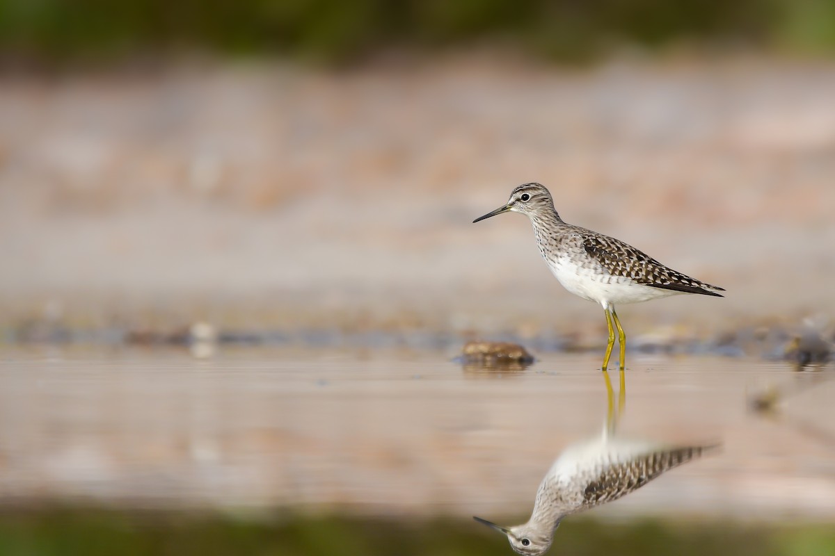 Коловодник болотяний - ML644668317