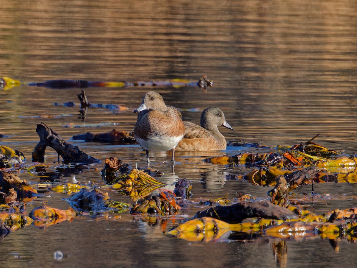 Свищ американський - ML644668319