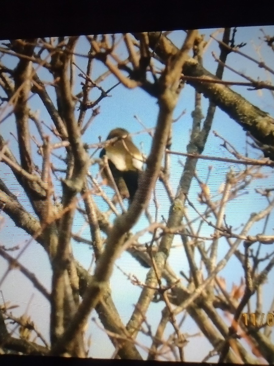 Кіпаль жовтобровий - ML644668320