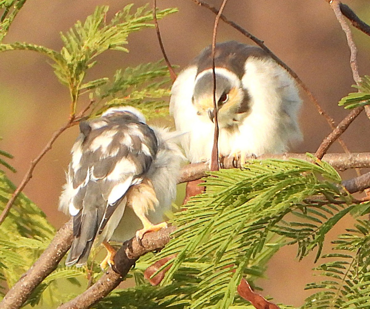 Шуліка-крихітка - ML644668322