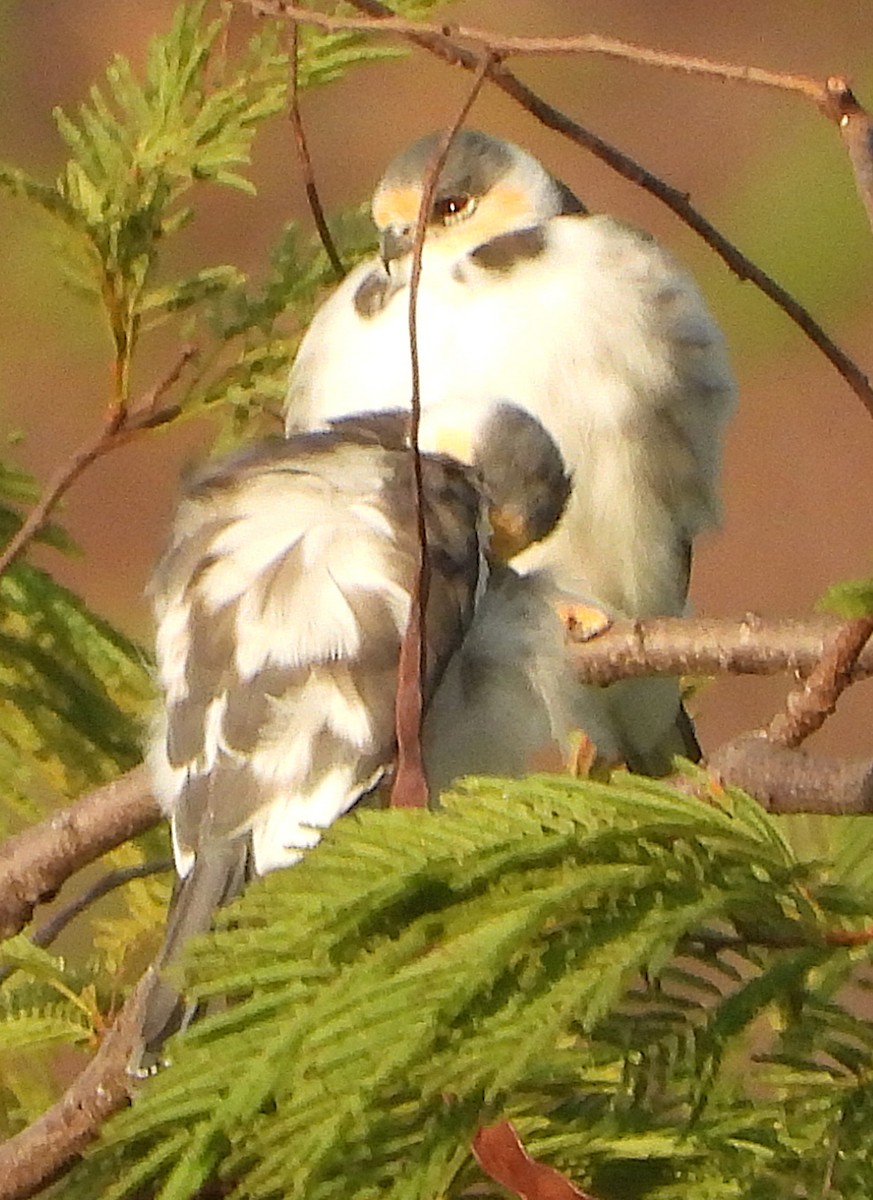 Шуліка-крихітка - ML644668324