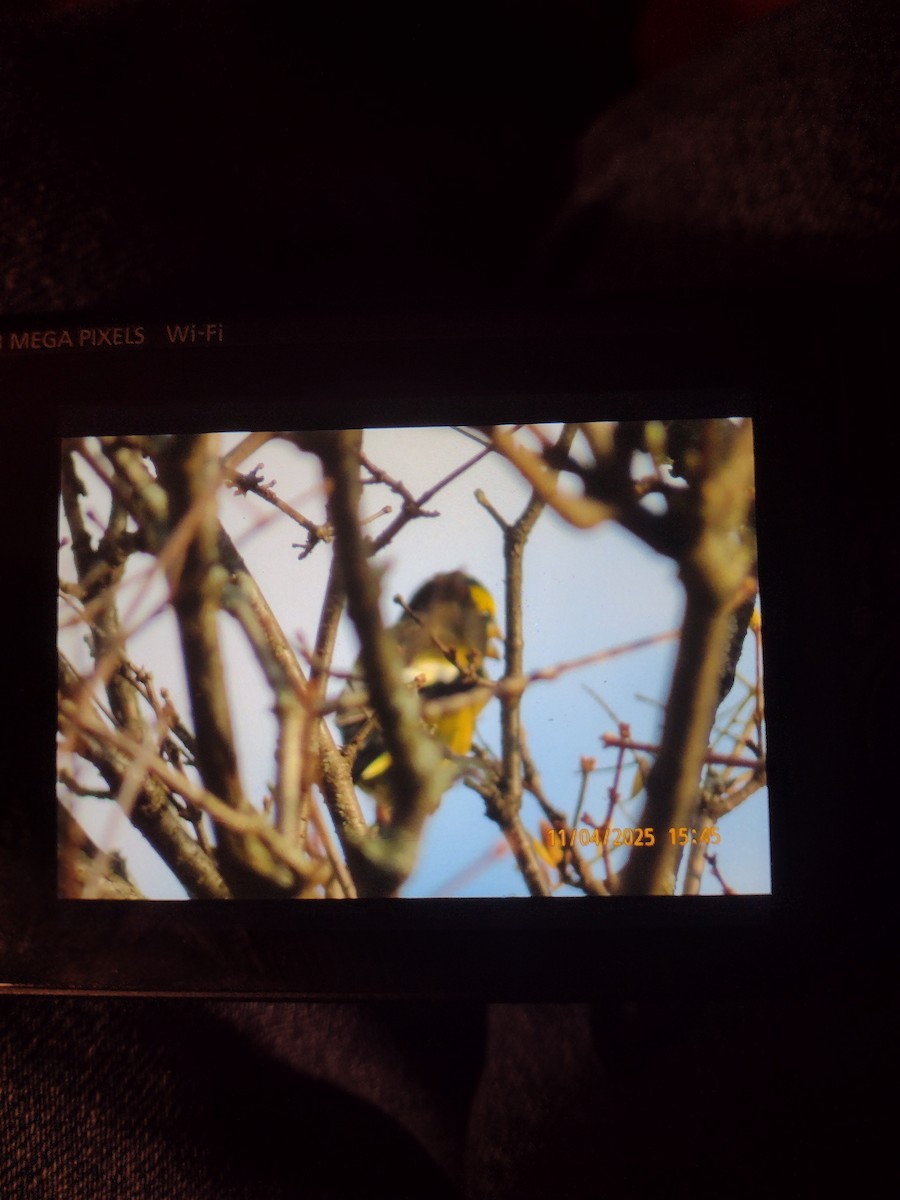 Кіпаль жовтобровий - ML644668325