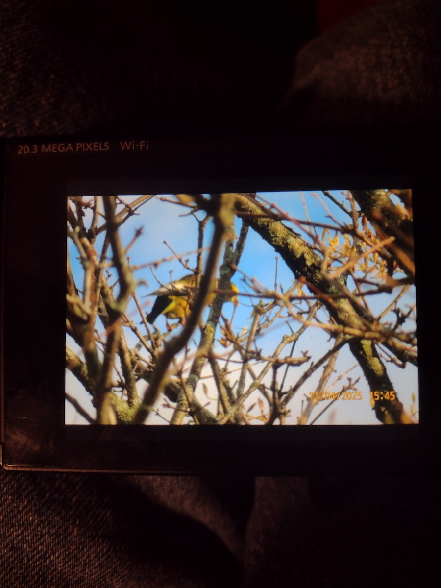 Кіпаль жовтобровий - ML644668327