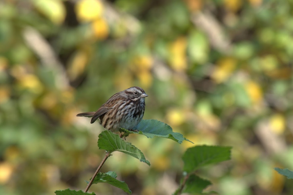Пасовка співоча - ML644668328