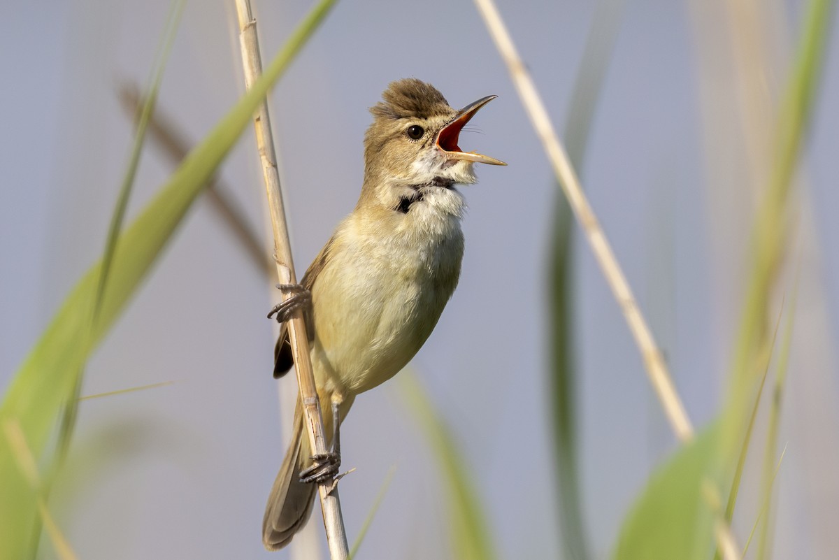 Australian Reed Warbler - ML644668329