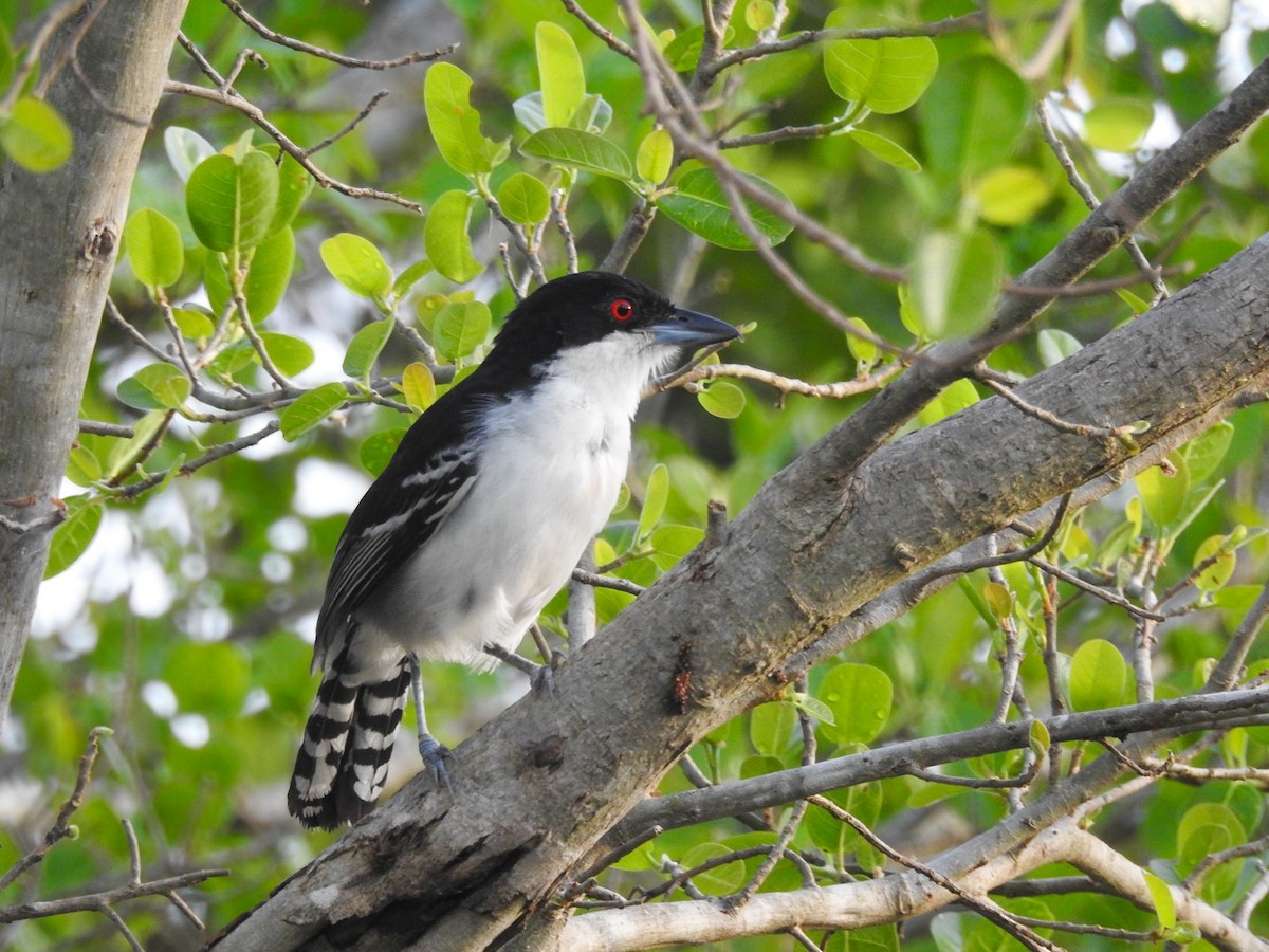 Great Antshrike - ML644668339