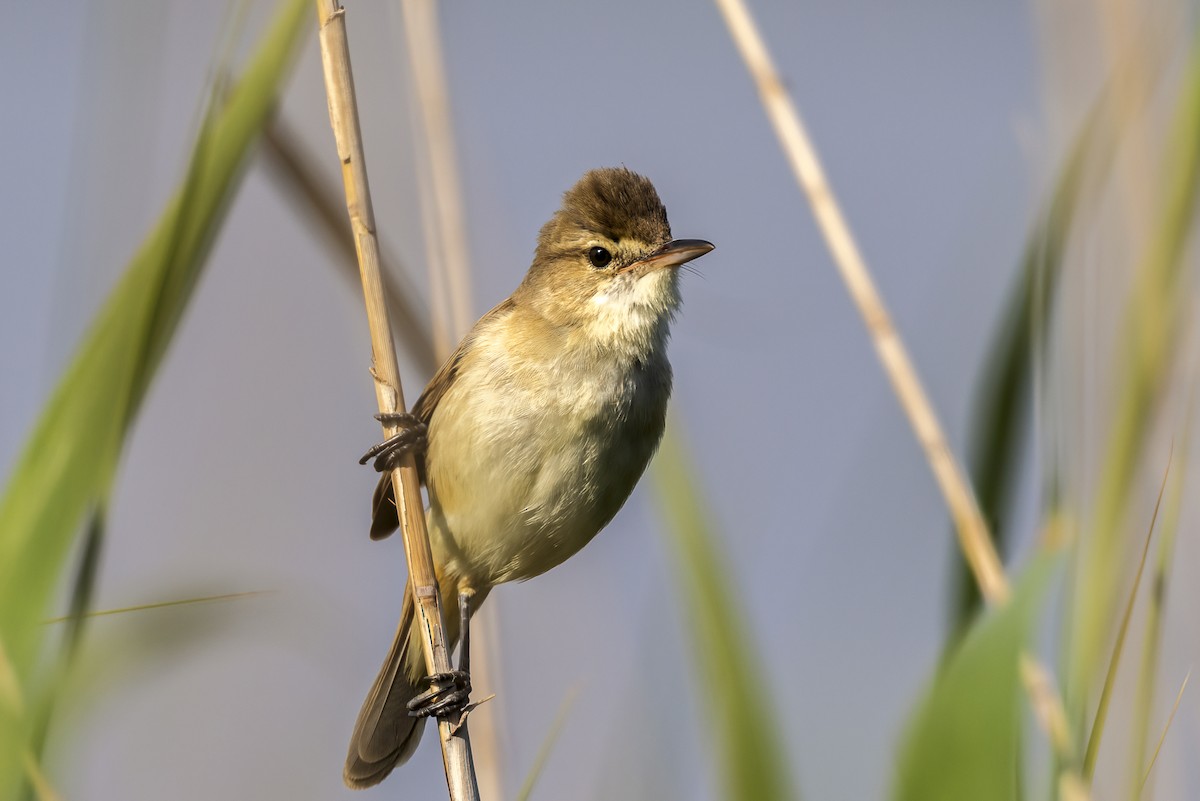 Australian Reed Warbler - ML644668340