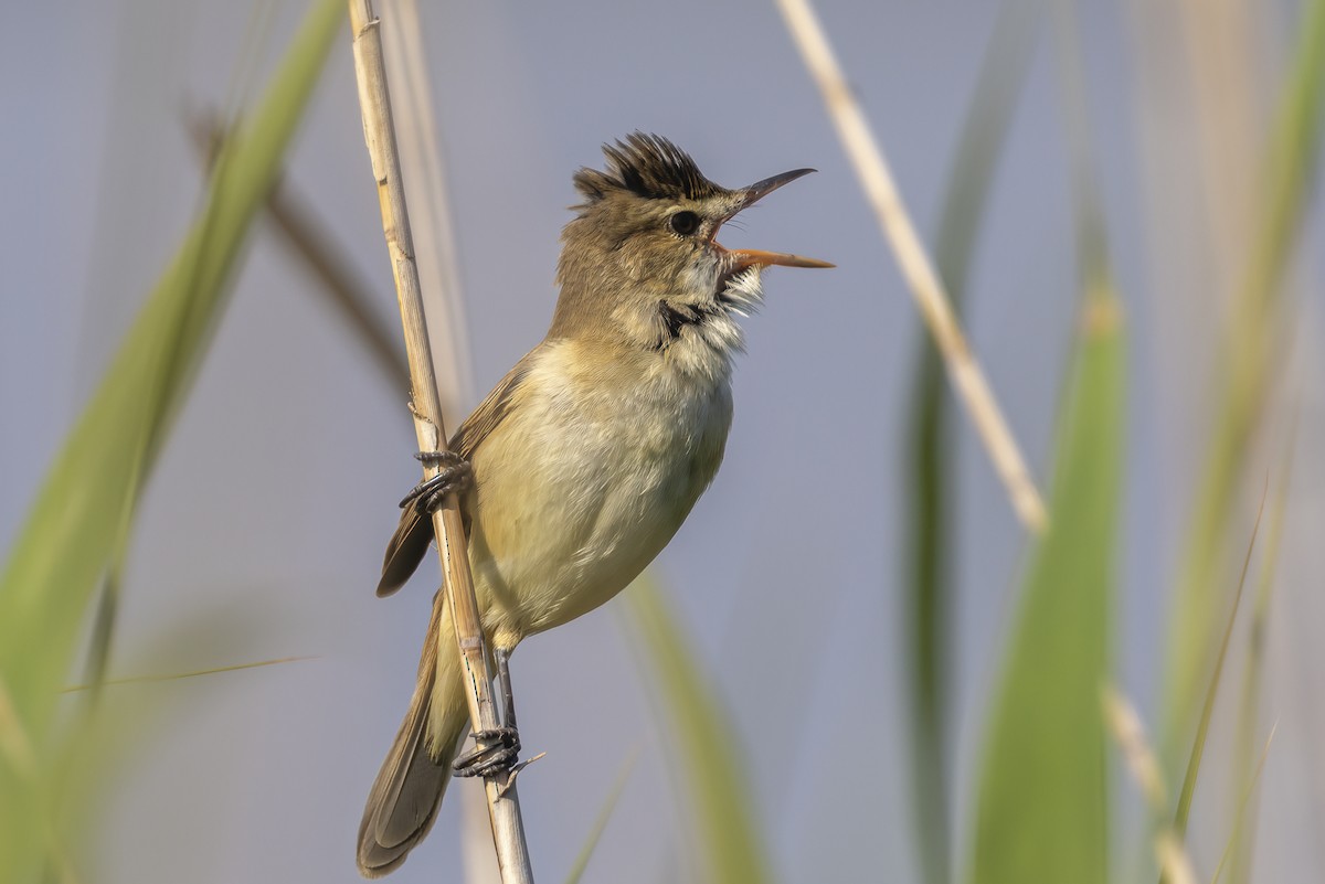 Australian Reed Warbler - ML644668343