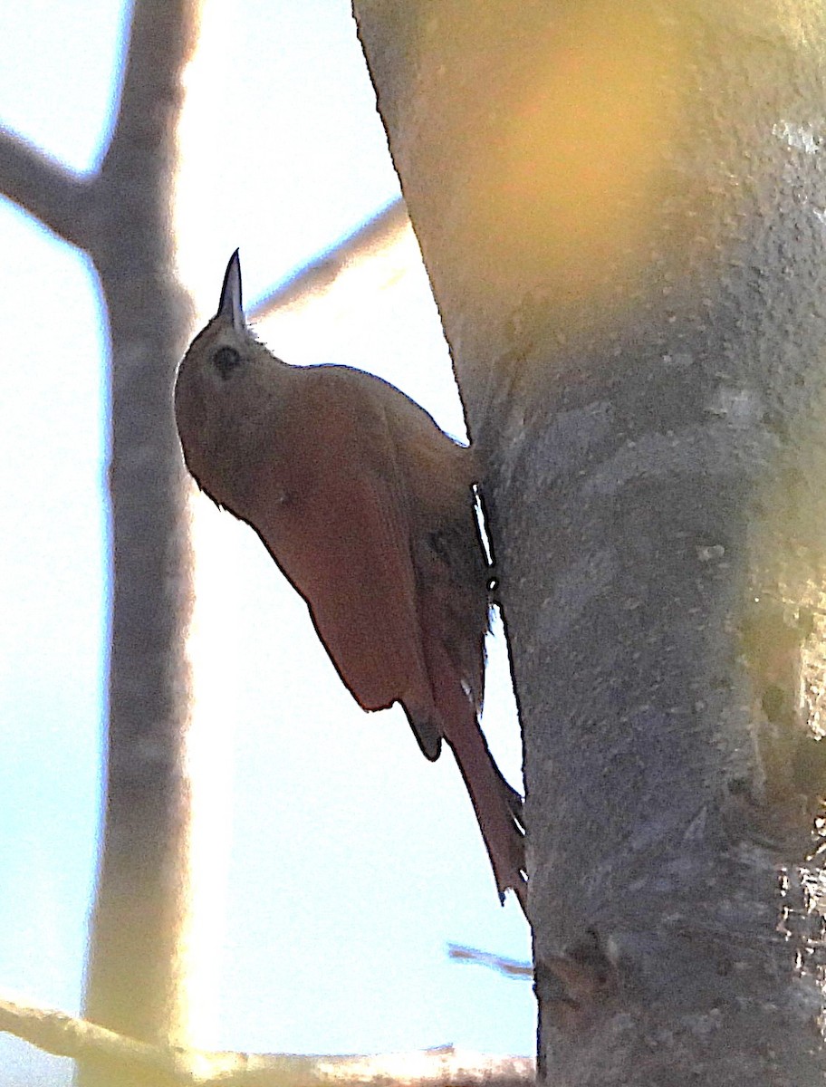 gråhodetreløper (reiseri) - ML644668344