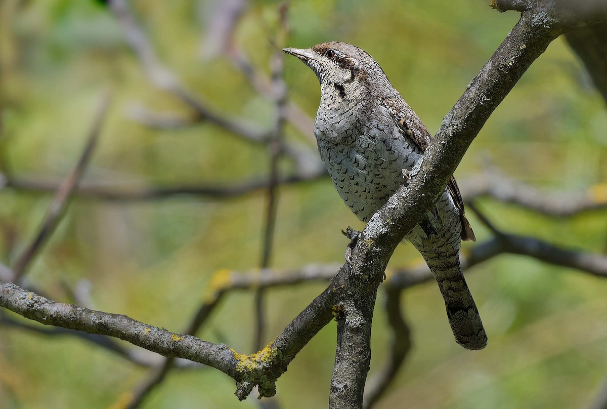 Eurasian Wryneck - ML644668345