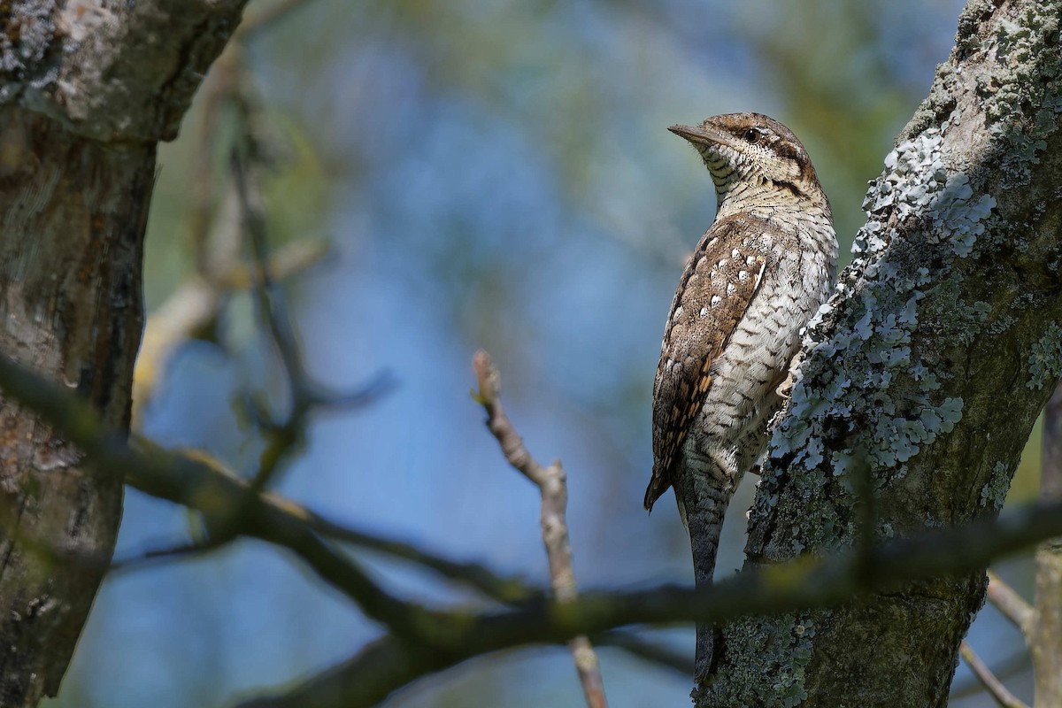 Eurasian Wryneck - ML644668346
