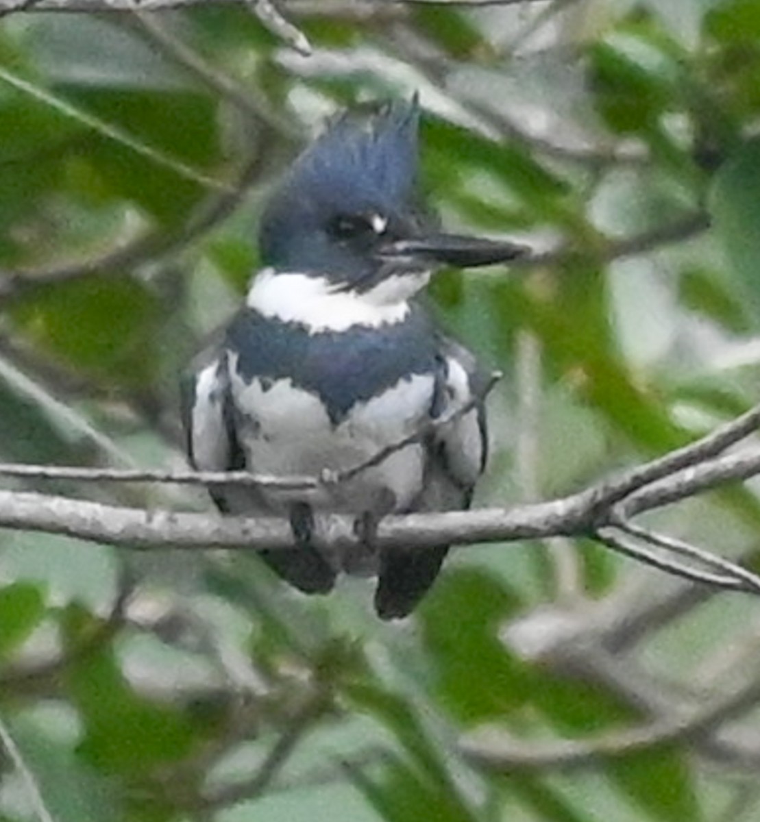 שלדג אמריקני - ML644668364