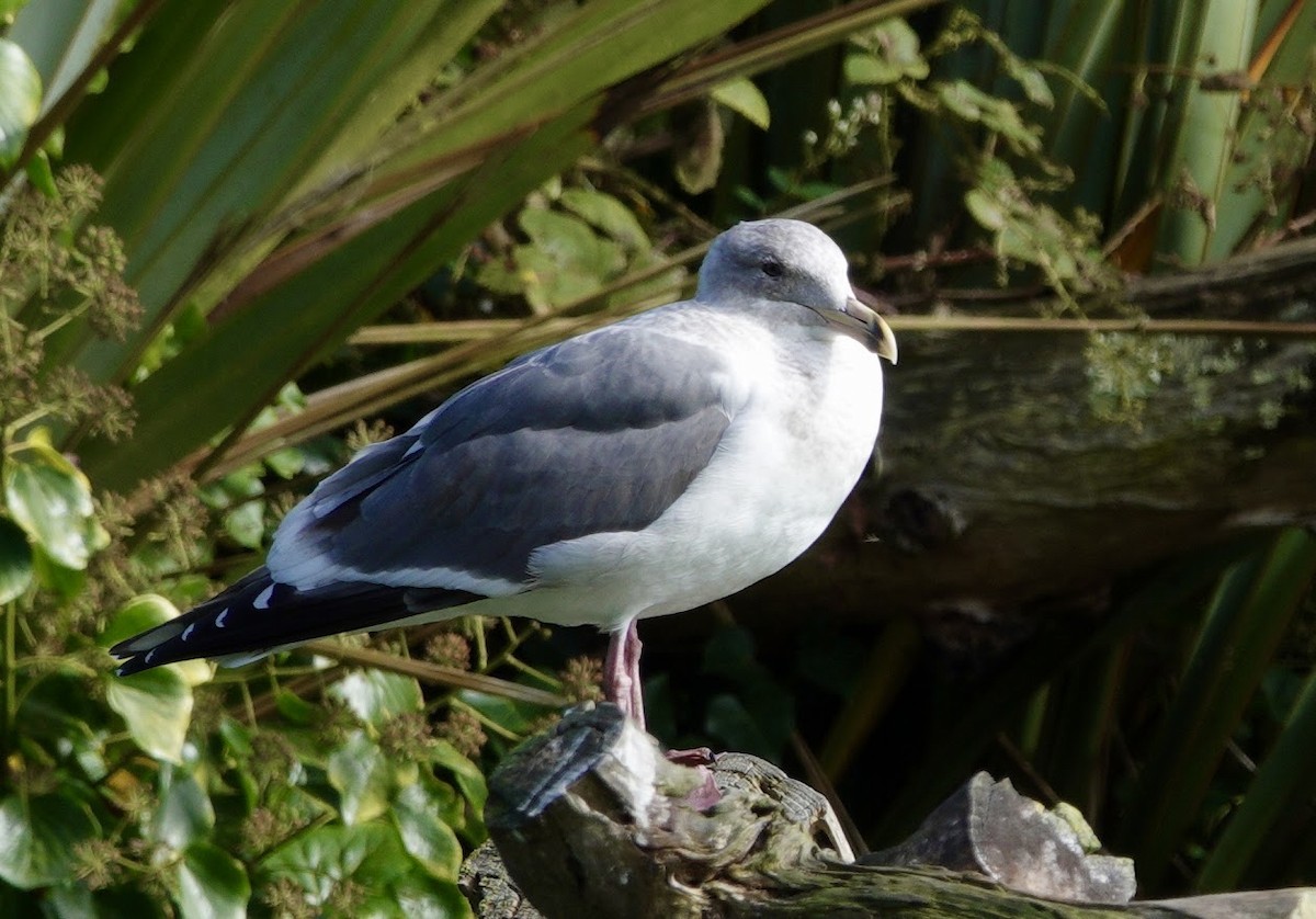 Ring-billed Gull - ML644668365