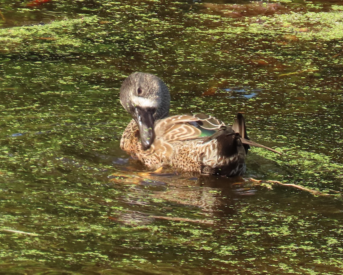 Blue-winged Teal - ML644668366