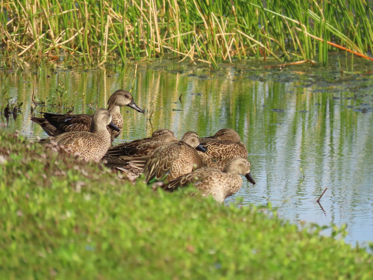 Blue-winged Teal - ML644668367