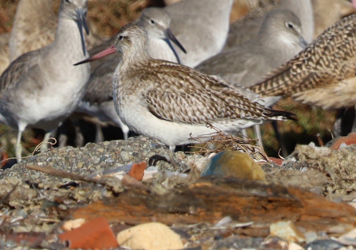 斑尾鷸 - ML644668385