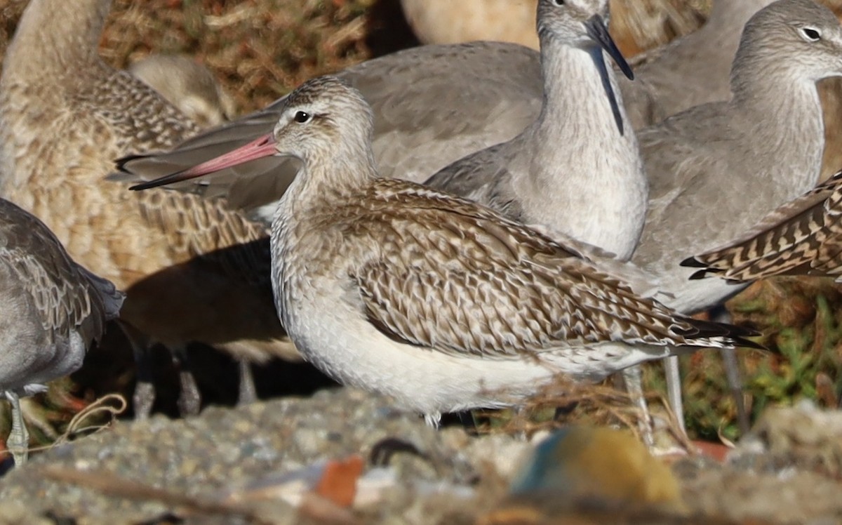 斑尾鷸 - ML644668388