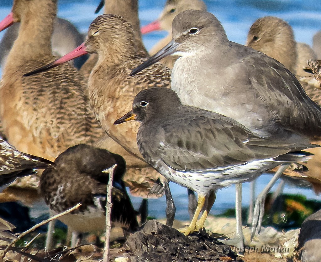 brottsnipe - ML644668393