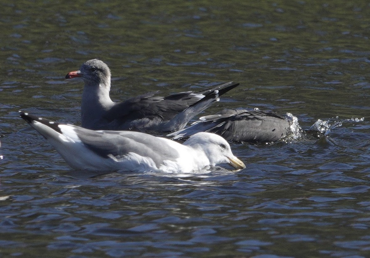 Heermann's Gull - ML644668395