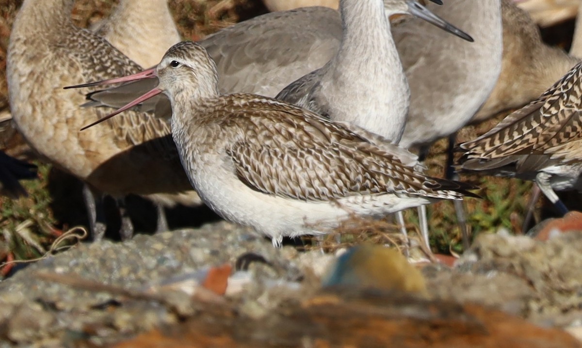 斑尾鷸 - ML644668396