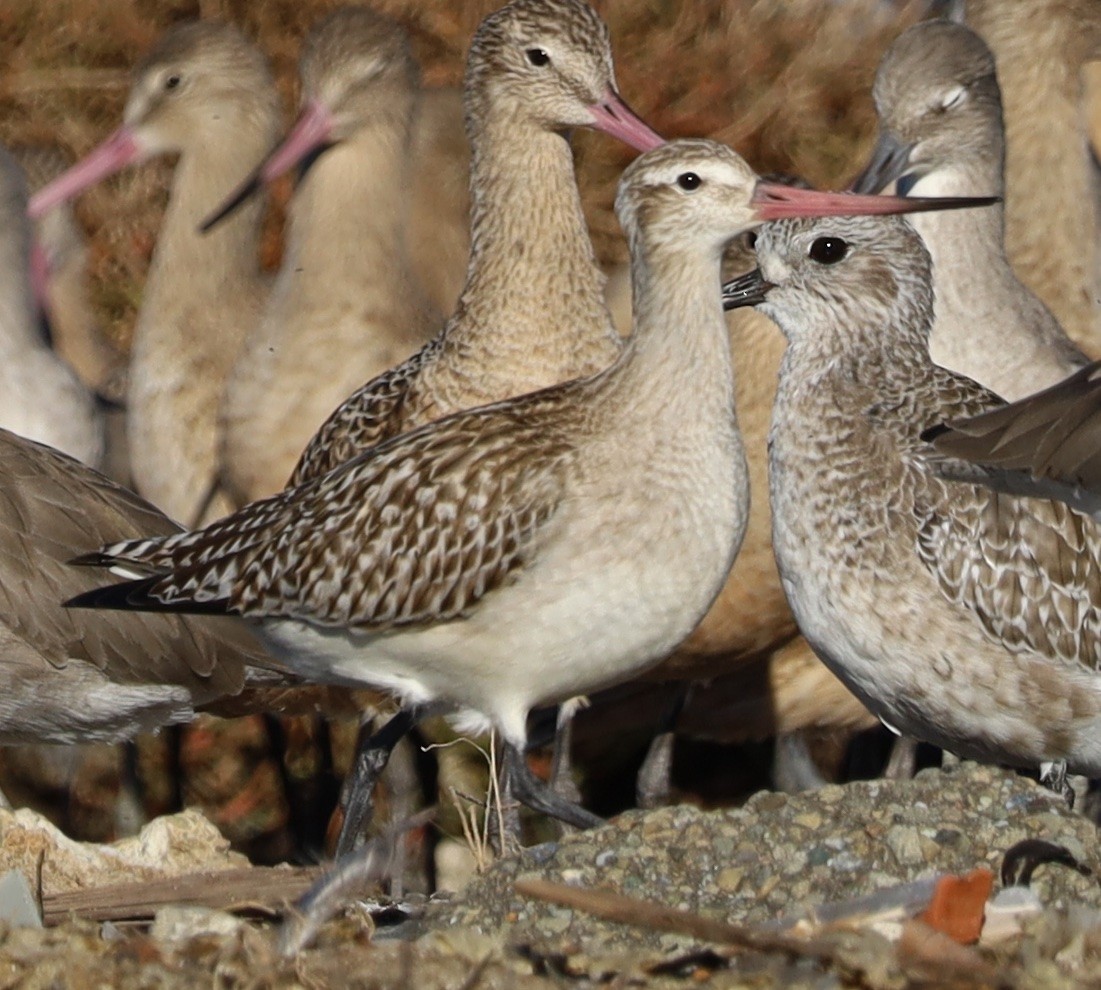 斑尾鷸 - ML644668405