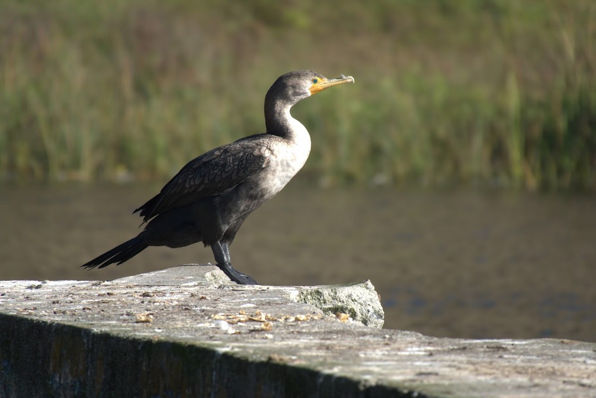 Double-crested Cormorant - ML644668415